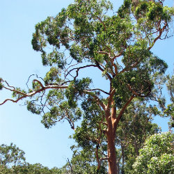 Angophora tree